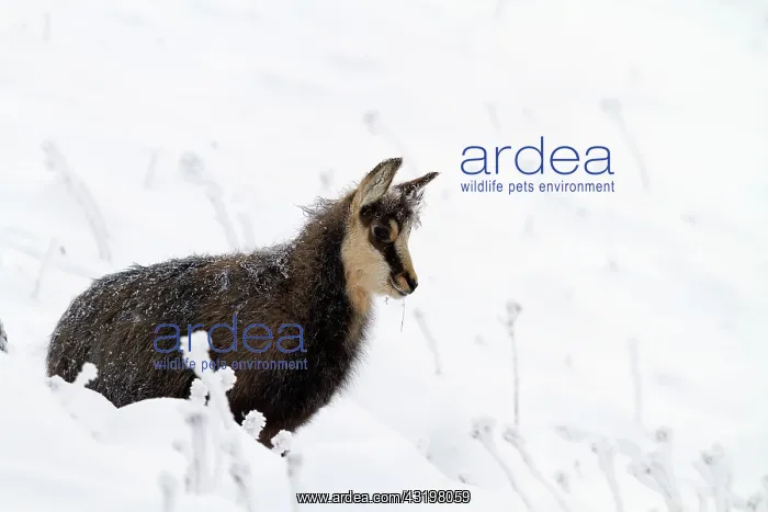 : after a blizzard night, with frosted fur : after a blizzard night, with frosted fur