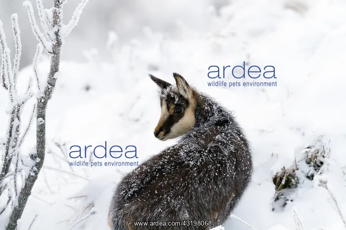 : after a blizzard night, with frosted fur : after a blizzard night, with frosted fur