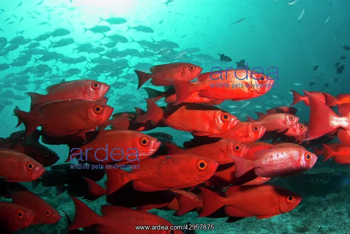 : Bloch's Bigeye : Bloch's Bigeye