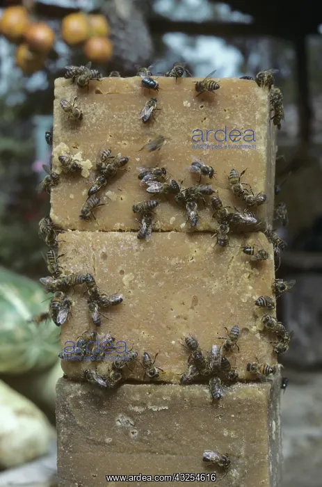 : Blocks of molasses covered in bees : Blocks of molasses covered in bees