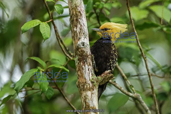: Blond-crested Woodpecker, Atlantic Forest, Sao Paulo : Blond-crested Woodpecker, Atlantic Forest, Sao Paulo