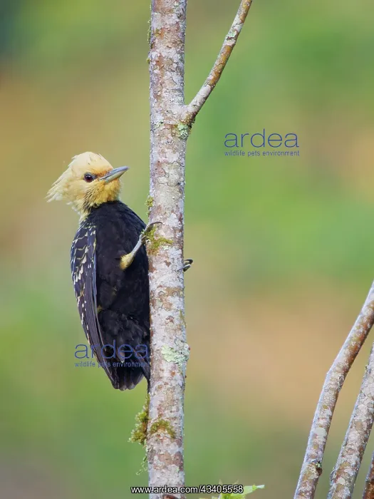 : Blond Crested Woodpecker female Celeus flavescens : Blond Crested Woodpecker female Celeus flavescens