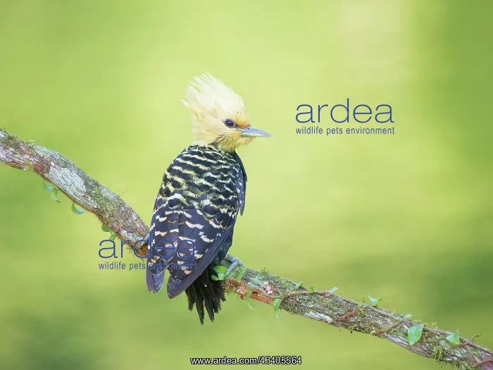 : Blond Crested Woodpecker female Celeus flavescens : Blond Crested Woodpecker female Celeus flavescens
