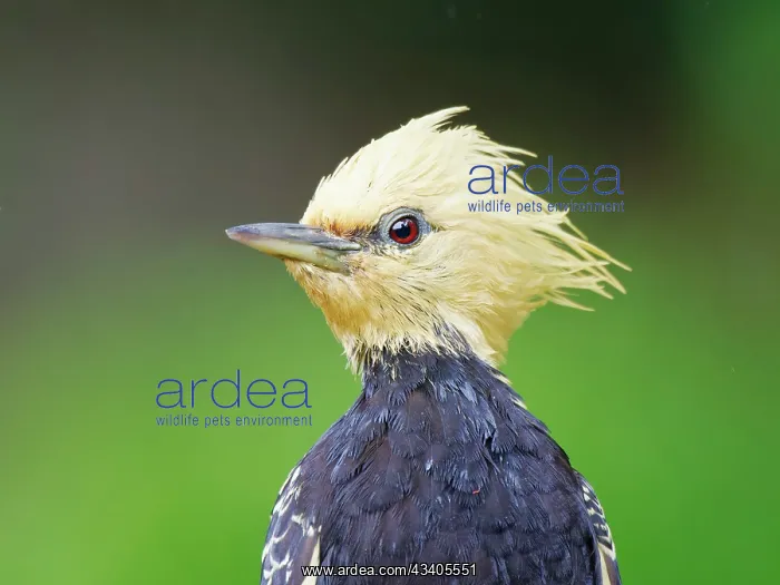: Blond Crested Woodpecker female head shot Celeus : Blond Crested Woodpecker female head shot Celeus