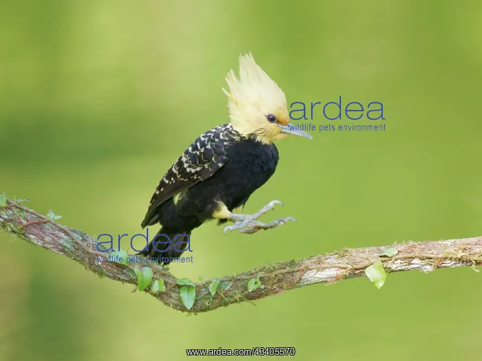 : Blond Crested Woodpecker female jumping Celeus flavescens : Blond Crested Woodpecker female jumping Celeus flavescens