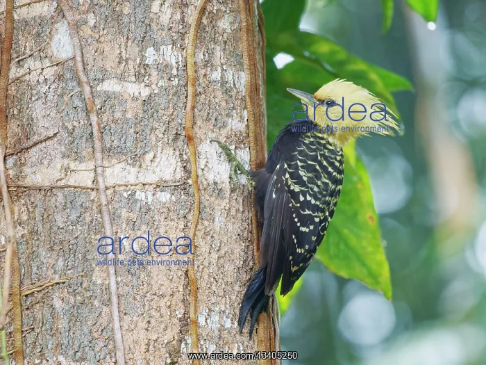 : Blond Crested Woodpecker female on treetrunk Celeus : Blond Crested Woodpecker female on treetrunk Celeus