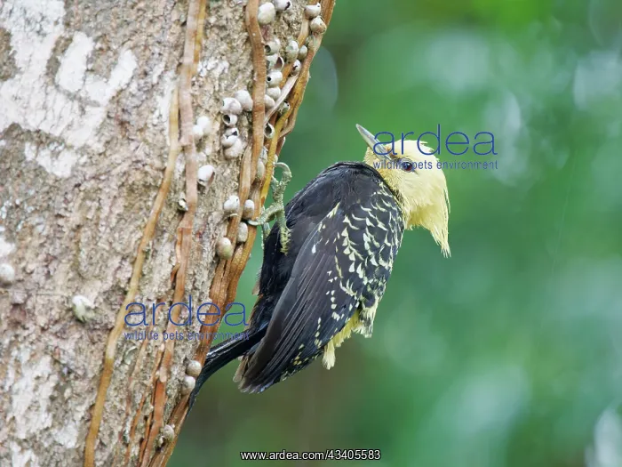 : Blond Crested Woodpecker female on treetrunk Celeus : Blond Crested Woodpecker female on treetrunk Celeus