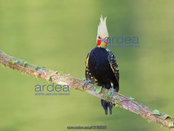 : Blond Crested Woodpecker male Celeus flavescens : Blond Crested Woodpecker male Celeus flavescens