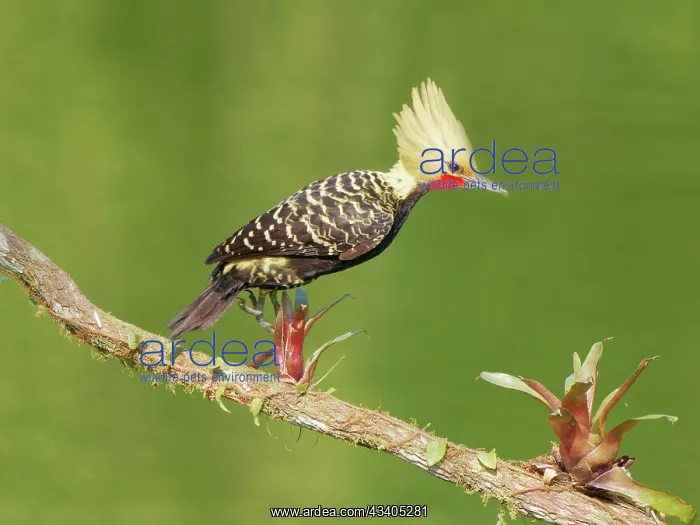 : Blond Crested Woodpecker male jumping seq 1 Celeus : Blond Crested Woodpecker male jumping seq 1 Celeus