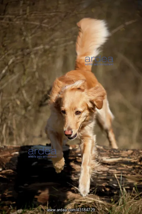 : Blond Hovawart jumping over a tree trunk : Blond Hovawart jumping over a tree trunk