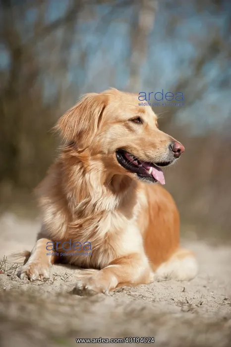 : Blond Hovawart, lying : Blond Hovawart, lying
