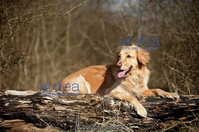 : Blond Hovawart lying on a tree trunk : Blond Hovawart lying on a tree trunk