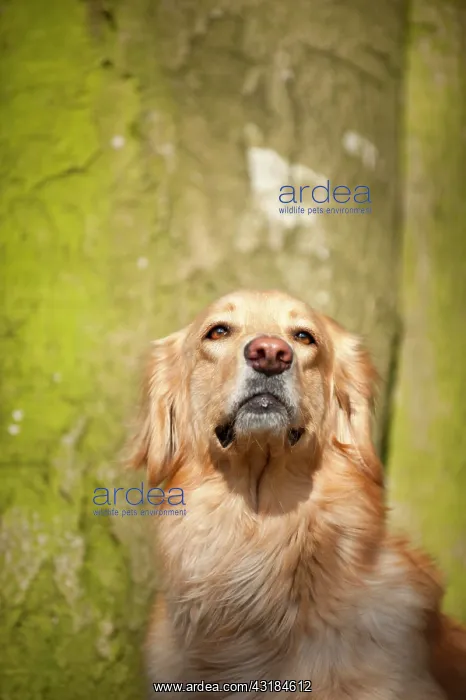 : Blond Hovawart, portrait : Blond Hovawart, portrait