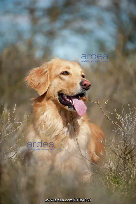 : Blond Hovawart, portrait, lying : Blond Hovawart, portrait, lying