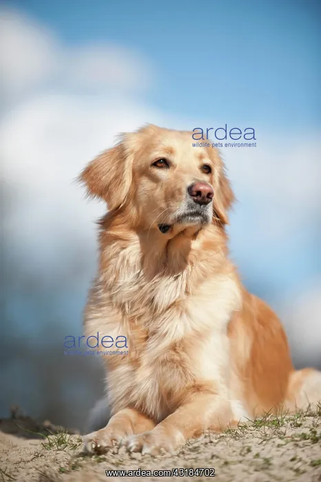 : Blond Hovawart, portrait, lying : Blond Hovawart, portrait, lying