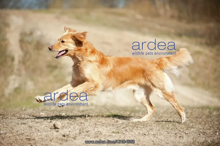 : Blond Hovawart, running : Blond Hovawart, running