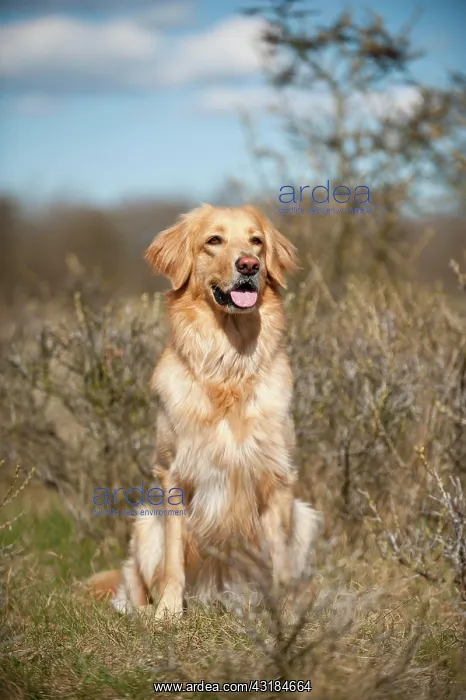 : Blond Hovawart, sitting : Blond Hovawart, sitting