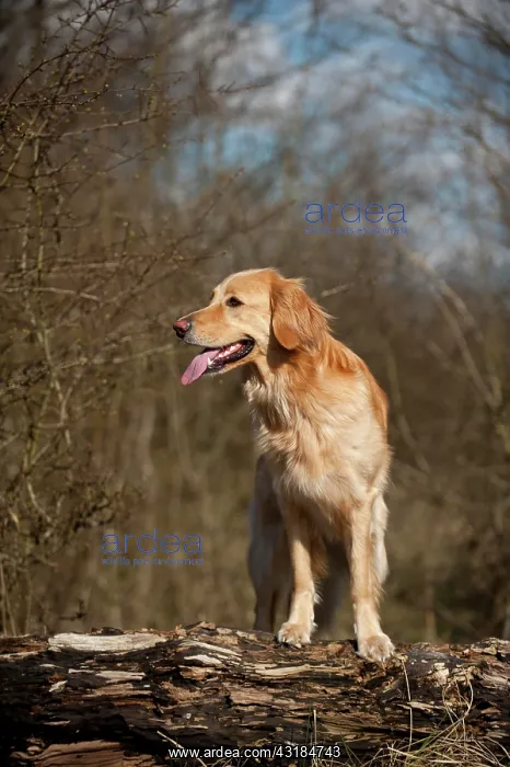 : Blond Hovawart standing on a tree trunk : Blond Hovawart standing on a tree trunk