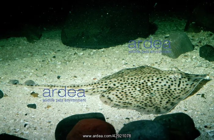  : BLOND RAY (Raja brachyura). North Sea