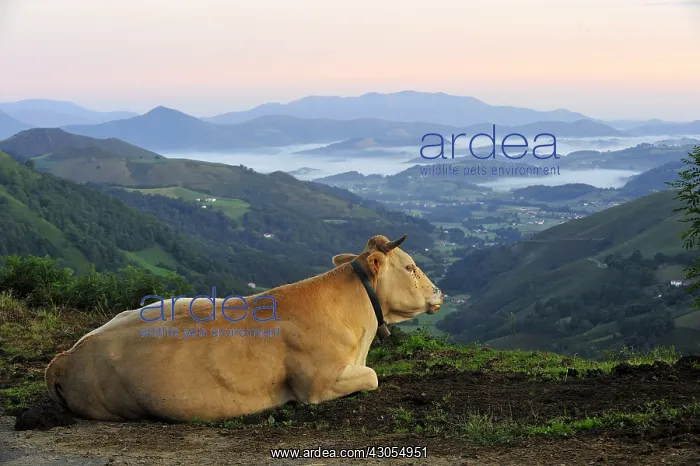: Blonde d'Aquitaine bed at dawn Basque Country France : Blonde d'Aquitaine bed at dawn Basque Country France