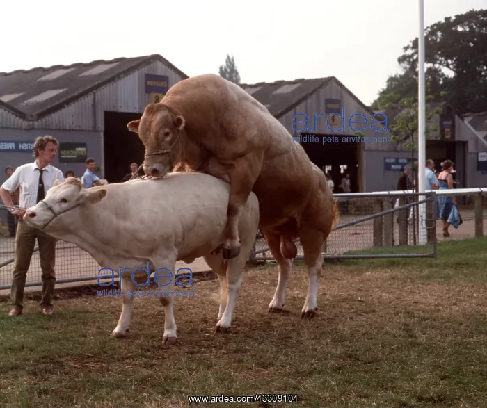 : Blonde d'Aquitaine Bull & Cow - mating : Blonde d'Aquitaine Bull & Cow - mating