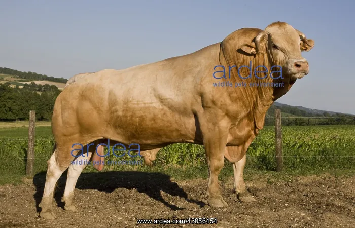 : Blonde d'Aquitaine bull in the meadow France : Blonde d'Aquitaine bull in the meadow France