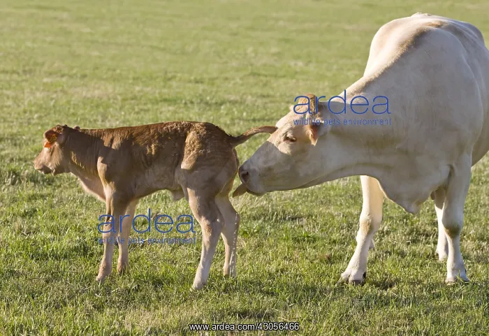 : A Blonde d'Aquitaine cow licking her calf in the meadow : A Blonde d'Aquitaine cow licking her calf in the meadow
