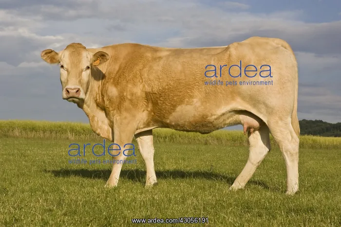 : A Blonde d'Aquitaine cow in a meadow : A Blonde d'Aquitaine cow in a meadow