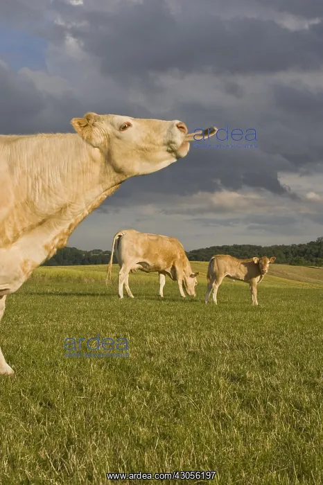 : A Blonde d'Aquitaine cow in a meadow with a calf : A Blonde d'Aquitaine cow in a meadow with a calf