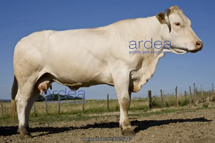 : A Blonde d'Aquitaine cow in the meadow France : A Blonde d'Aquitaine cow in the meadow France