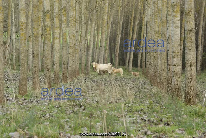 : Blonde d'Aquitaine cows and three calves in a poplar : Blonde d'Aquitaine cows and three calves in a poplar