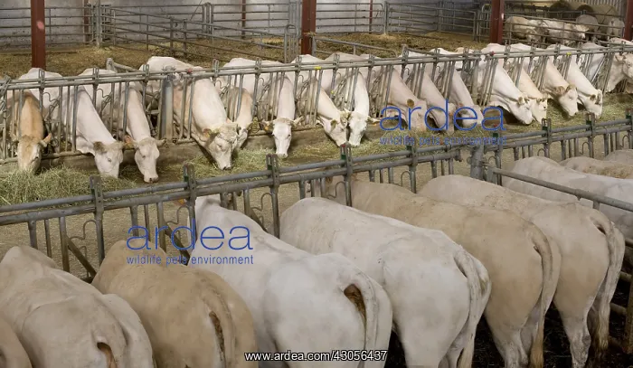 : Blonde d'Aquitaine cows eating hay cornadis : Blonde d'Aquitaine cows eating hay cornadis