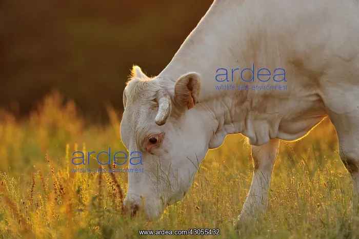 : Blonde d'Aquitaine grazing at dusk Basque Country France : Blonde d'Aquitaine grazing at dusk Basque Country France