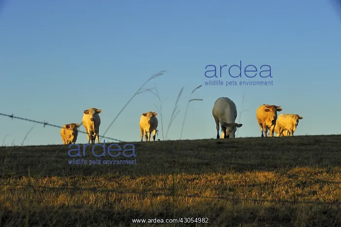 : Blonde d'Aquitaine at sunset Basque Country France : Blonde d'Aquitaine at sunset Basque Country France