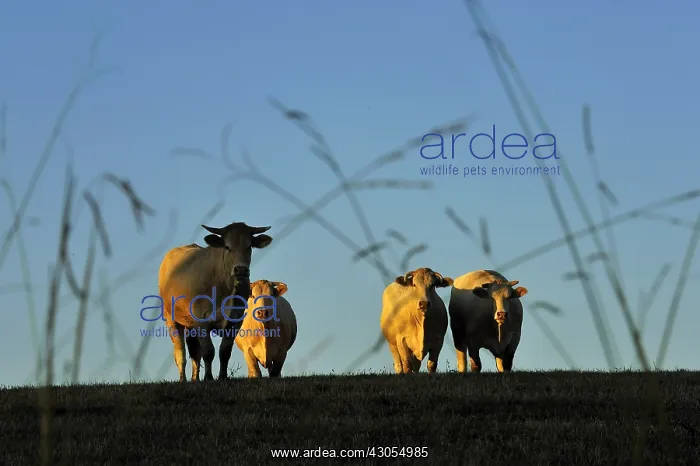 : Blonde d'Aquitaine at sunset Basque Country France : Blonde d'Aquitaine at sunset Basque Country France