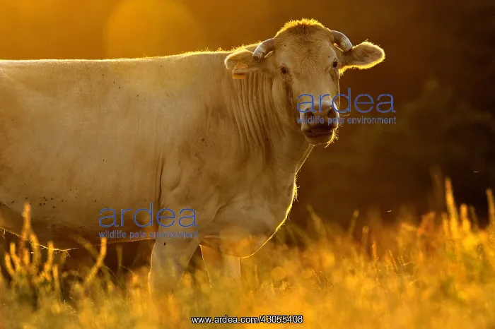 : Blonde d'Aquitaine at sunset Basque Country France : Blonde d'Aquitaine at sunset Basque Country France