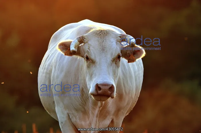 : Blonde d'Aquitaine at sunset Basque Country France : Blonde d'Aquitaine at sunset Basque Country France