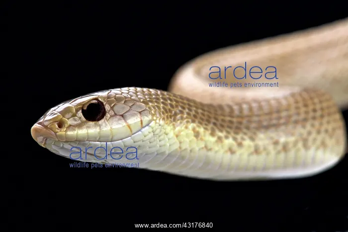 : Blonde hognose snake (Leioheterodon modestus), Madagascar : Blonde hognose snake (Leioheterodon modestus), Madagascar