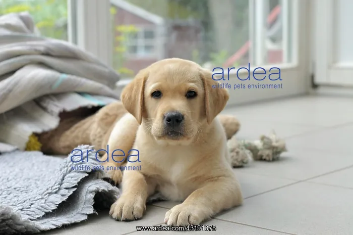 : Blonde Labrador Retriever lying on the floor, puppy : Blonde Labrador Retriever lying on the floor, puppy