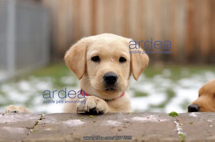 : Blonde Labrador Retriever puppy looking over a wall : Blonde Labrador Retriever puppy looking over a wall