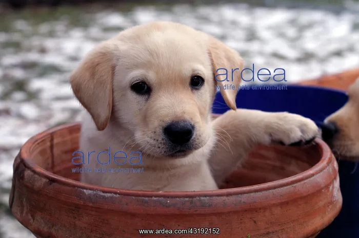 : Blonde Labrador Retriever puppy sitting in a flower : Blonde Labrador Retriever puppy sitting in a flower