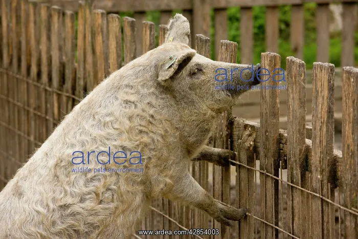 : Blonde Mangalica Wooly pig; rare breed : Blonde Mangalica Wooly pig; rare breed