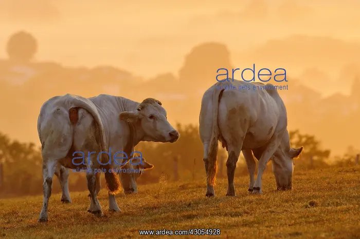 : Blondes d'Aquitaine grazing at dawn Basque Country France : Blondes d'Aquitaine grazing at dawn Basque Country France