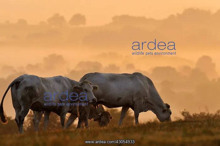 : Blondes d'Aquitaine grazing at dawn Basque Country France : Blondes d'Aquitaine grazing at dawn Basque Country France