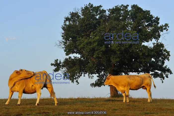 : Blondes d'Aquitaine and tree Basque Country France : Blondes d'Aquitaine and tree Basque Country France