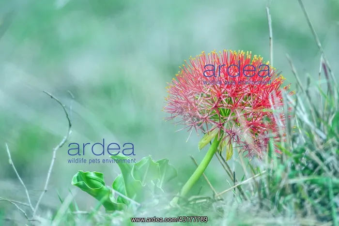 : Blood lily flower in Kruger National park, South : Blood lily flower in Kruger National park, South