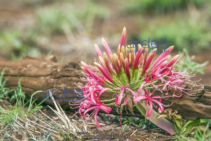 : Blood lily flower in Kruger National park, South : Blood lily flower in Kruger National park, South