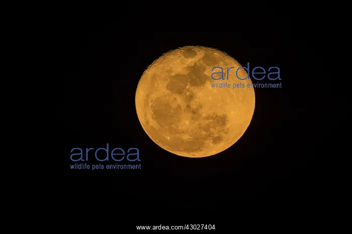  : blood moon, Los Llanos, Colombia