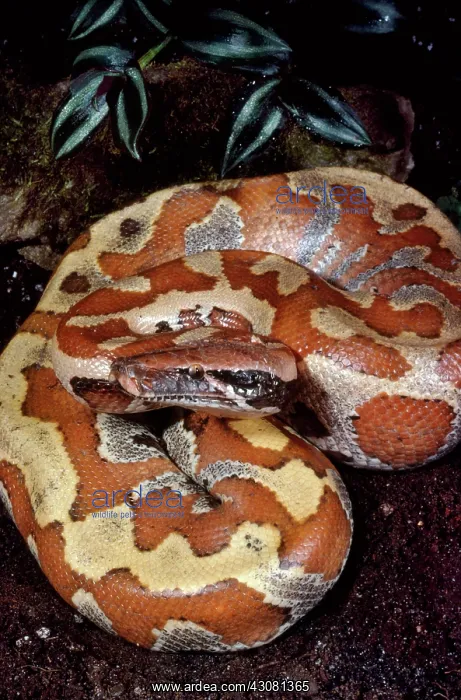 : Blood Python : Blood Python