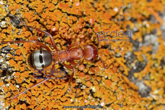  : Blood-red Slave-maker Ant (Formica sanguinea) adult